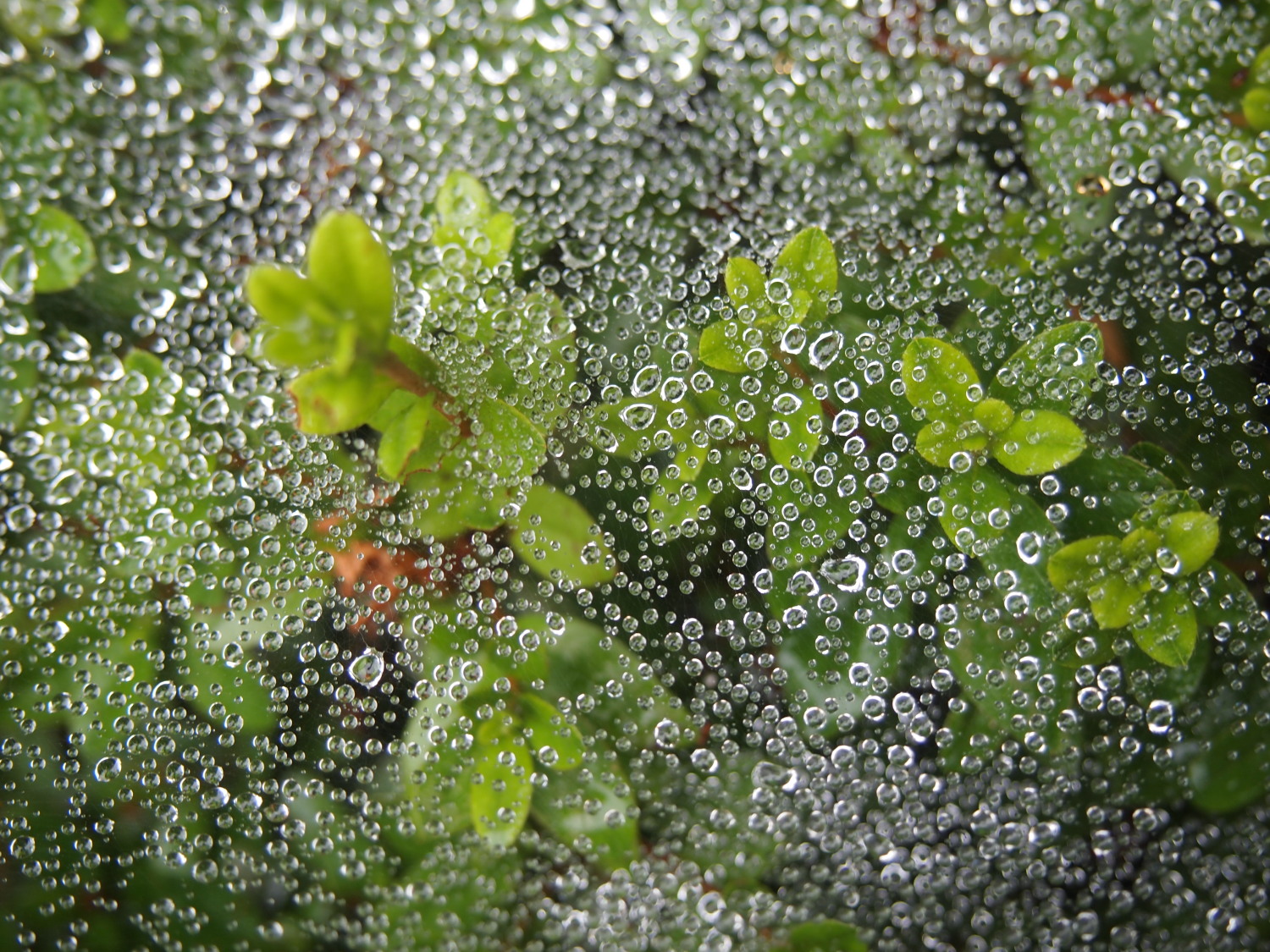雨と木と蜘蛛とによる造形 画像