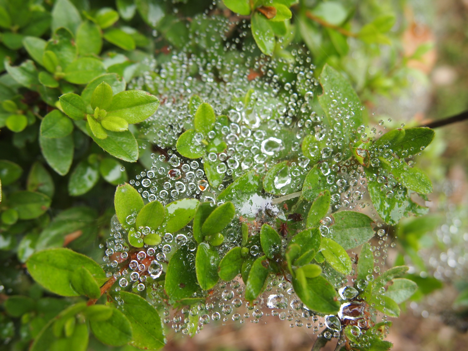 雨と木と蜘蛛とによる造形 画像