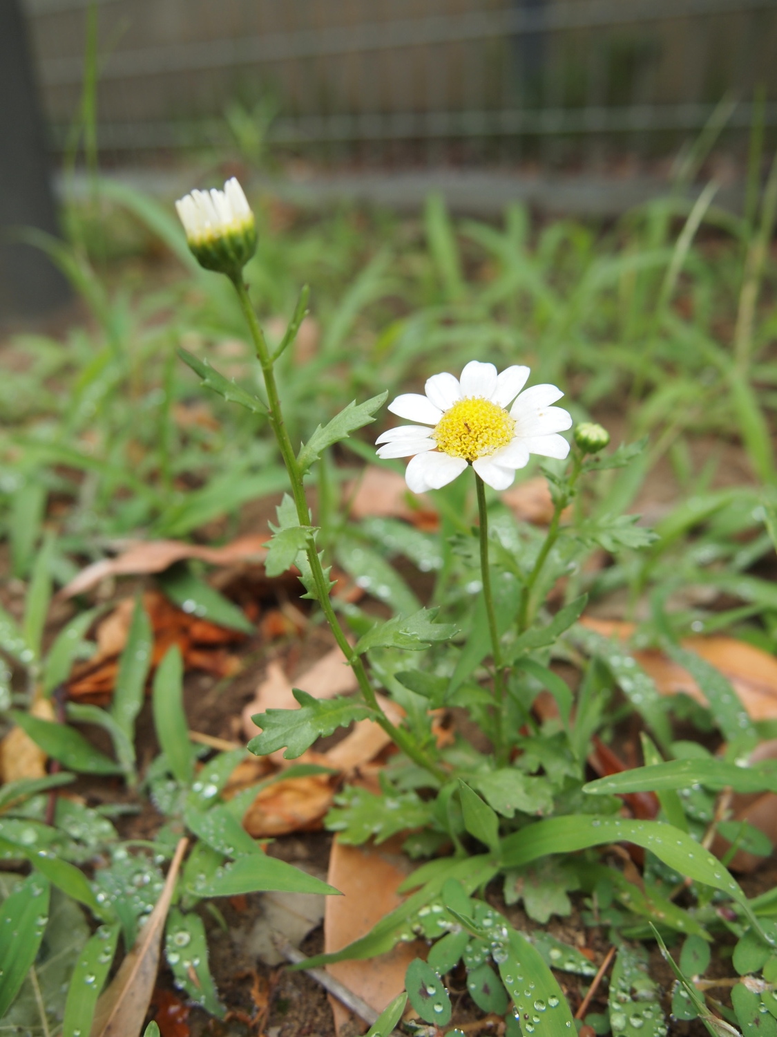 夏の光が丘公園に咲く花たち