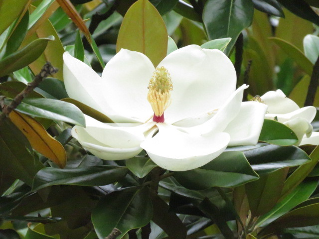 ホオノキの花が見頃です。