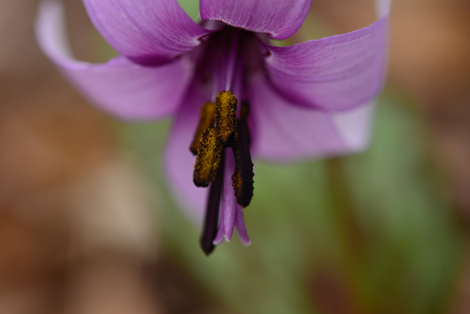 カタクリの花