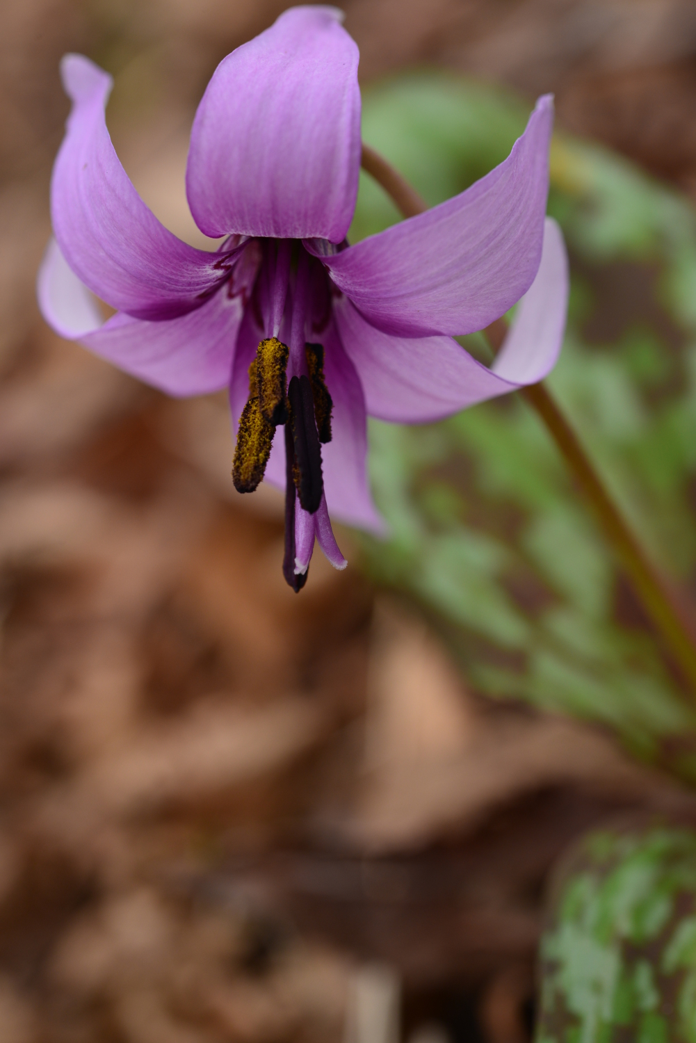 カタクリの花 画像