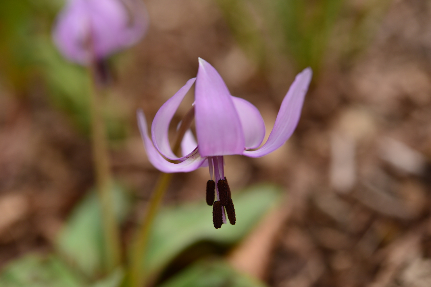 カタクリの花 画像