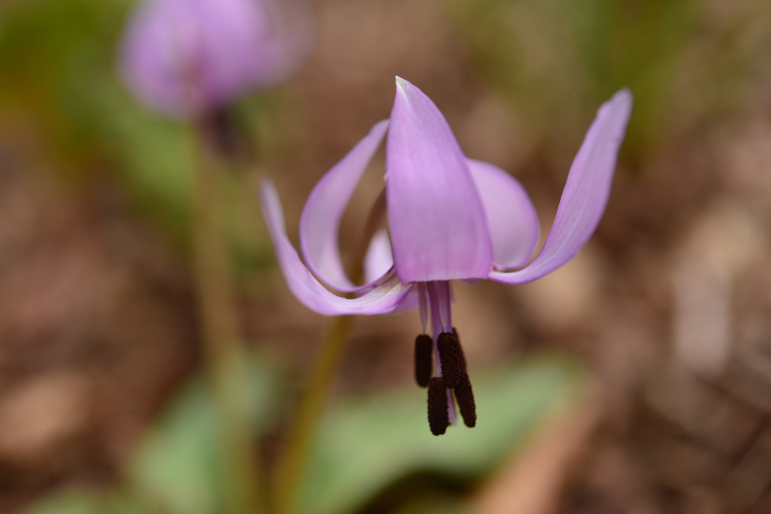 カタクリの花 画像