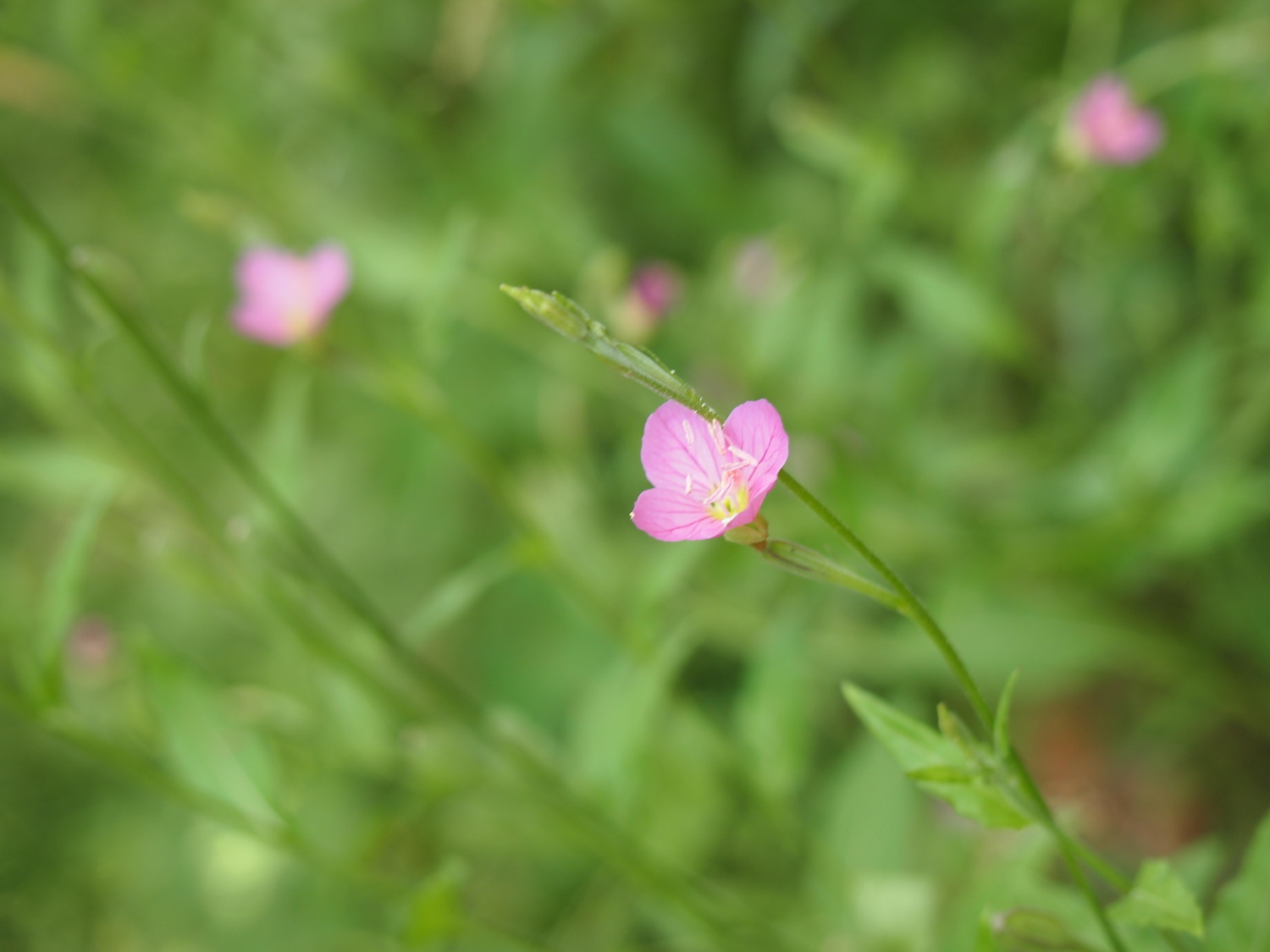 夏の光が丘公園に咲く花たち とっておきの練馬 写真館 とっておきの練馬