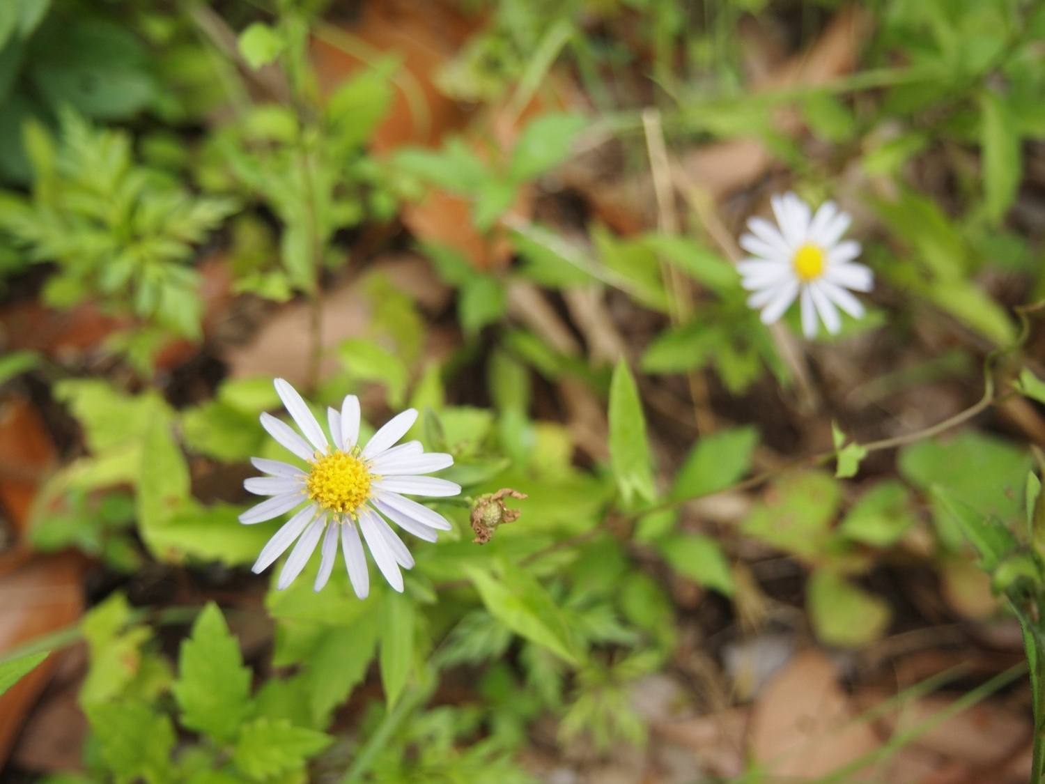 夏の光が丘公園に咲く花たち