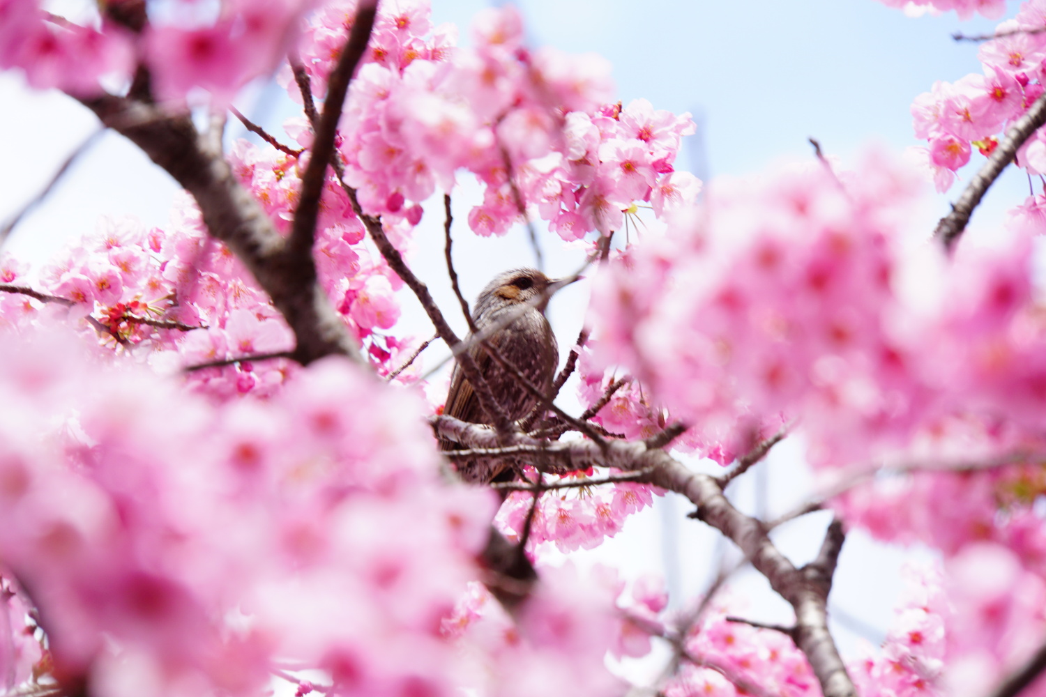 石神井川沿いの寒緋桜