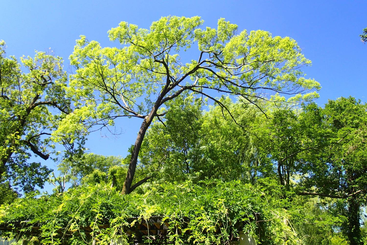 初夏の三宝寺池南側