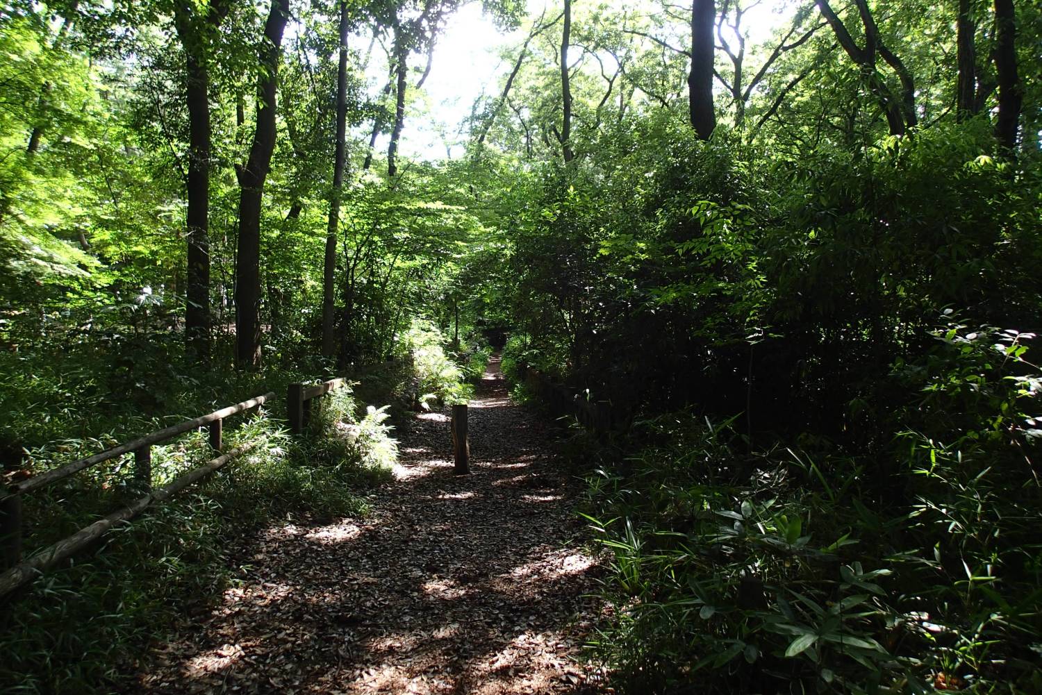 三宝寺池周辺の散歩道