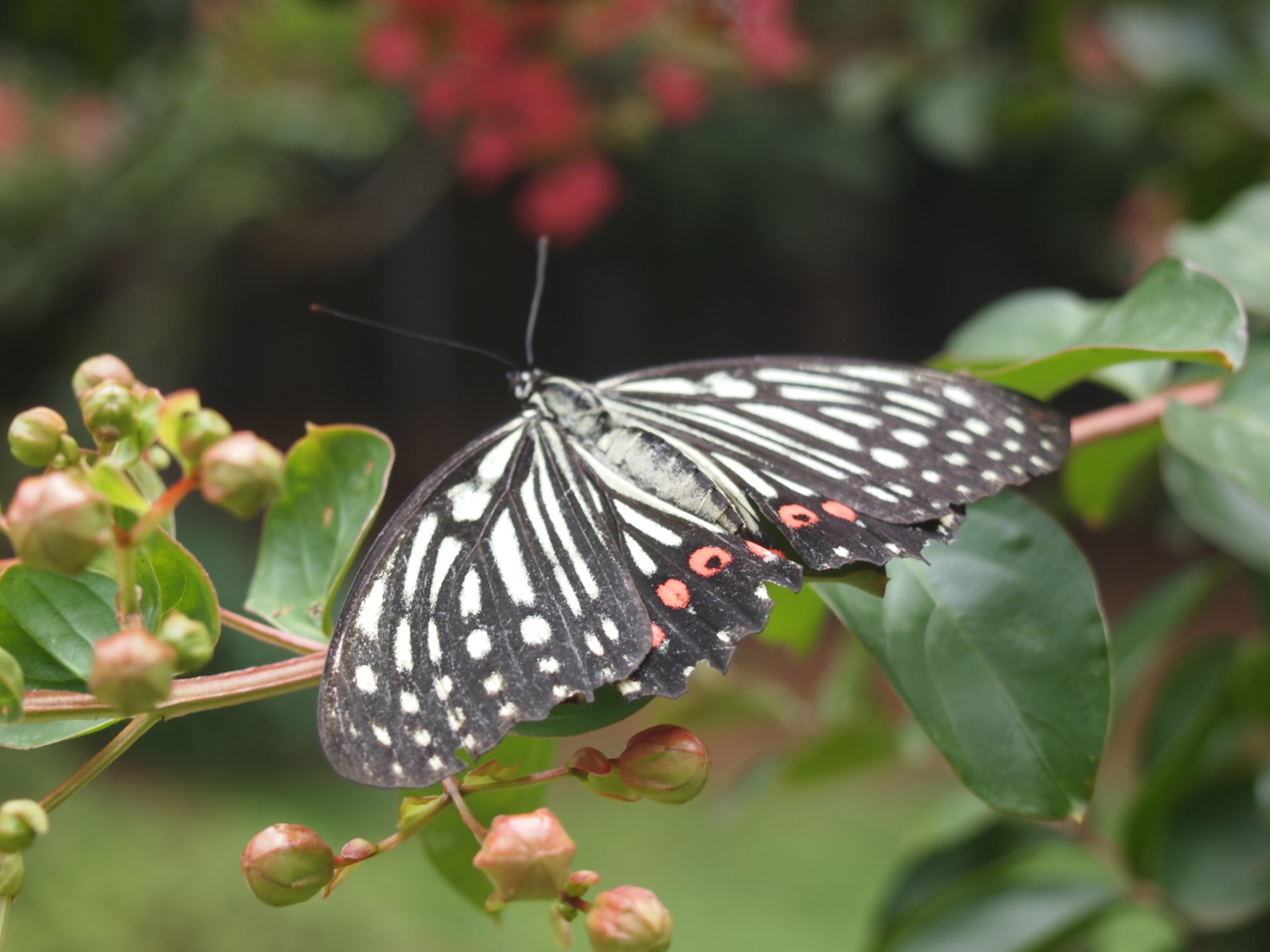 夏の光が丘公園の咲く花たち　花に集う蝶