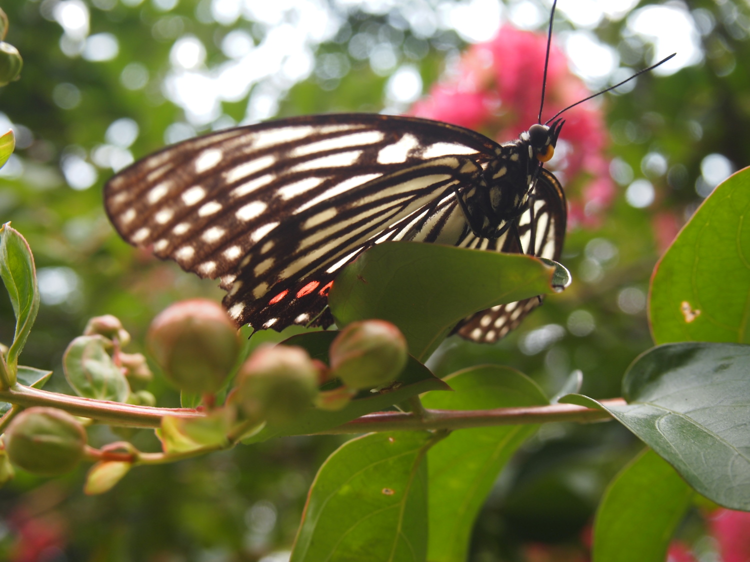 夏の光が丘公園の咲く花たち　花に集う蝶 画像