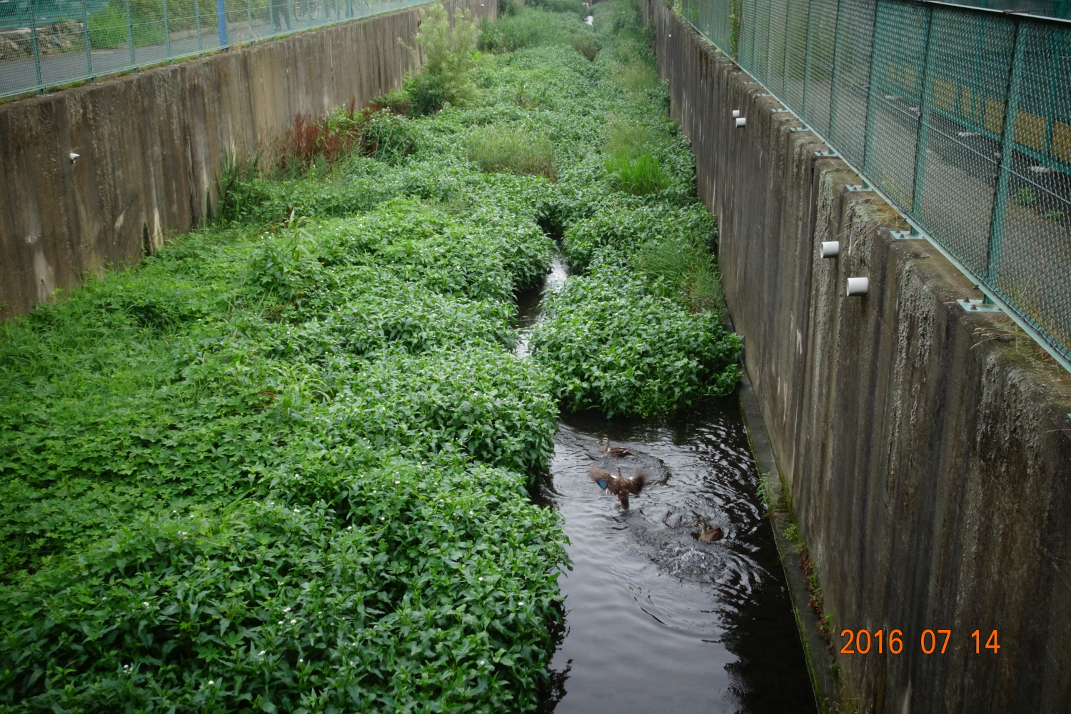 朝の白子川　カモと水草