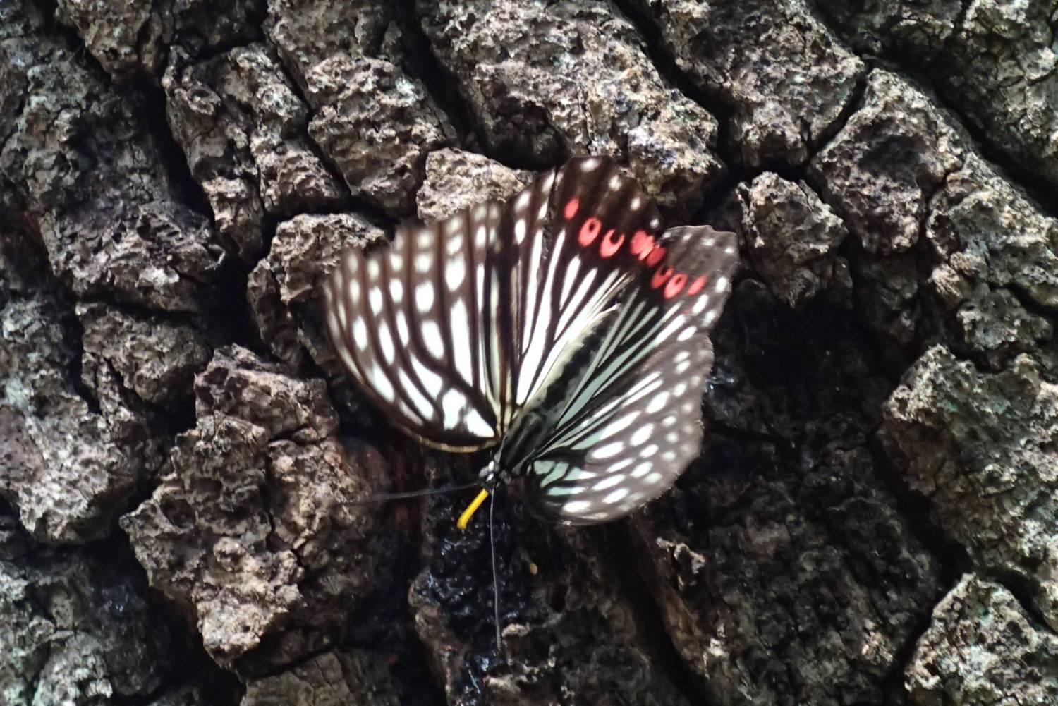 アカボシゴマダラ蝶々