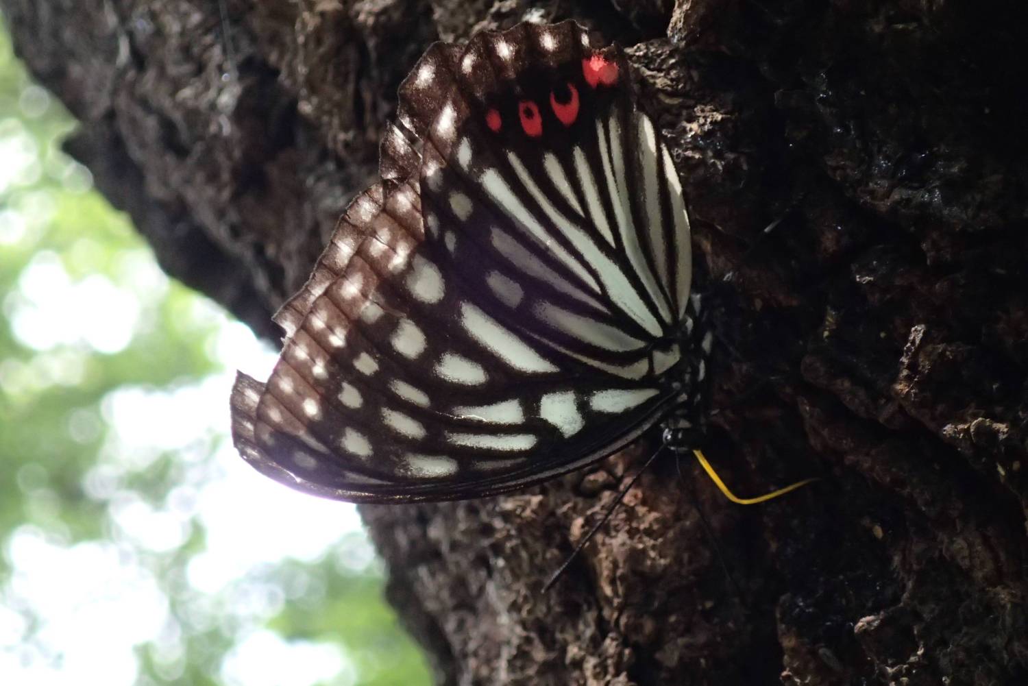 アカボシゴマダラ蝶々 画像