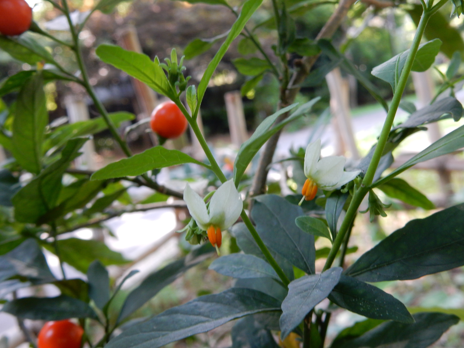 夏の光が丘公園に咲く花たち