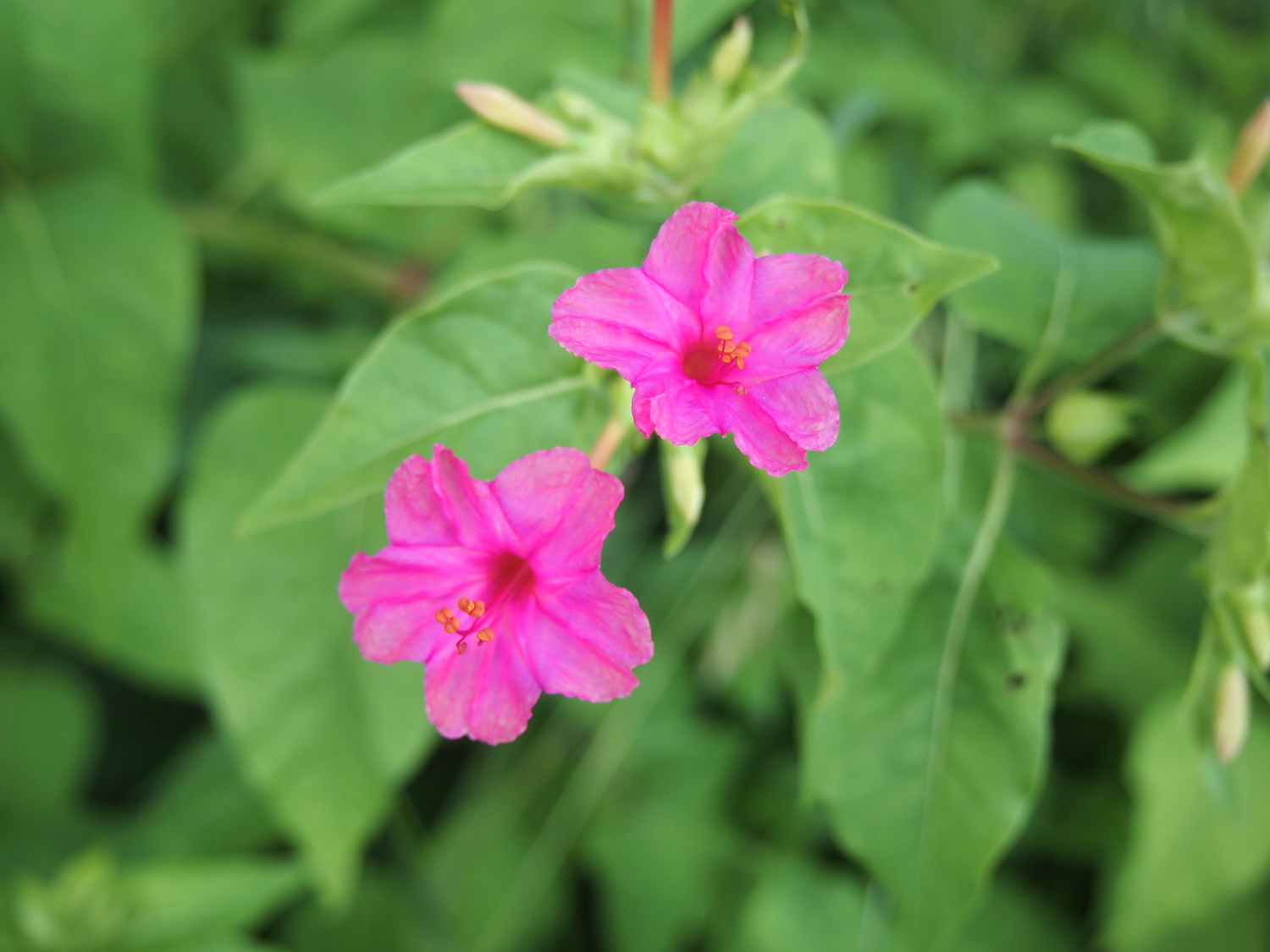 夏の光が丘公園に咲く花たち