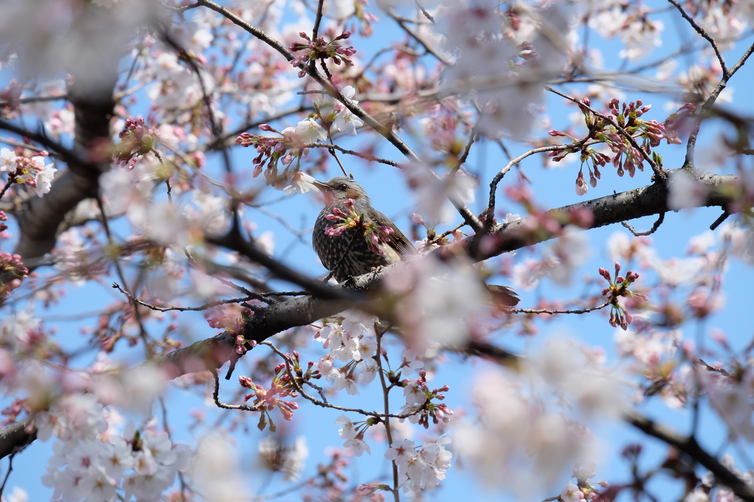 おいしい桜！