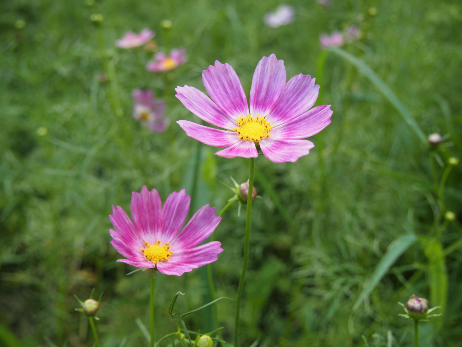 夏の光が丘公園に咲く花たち