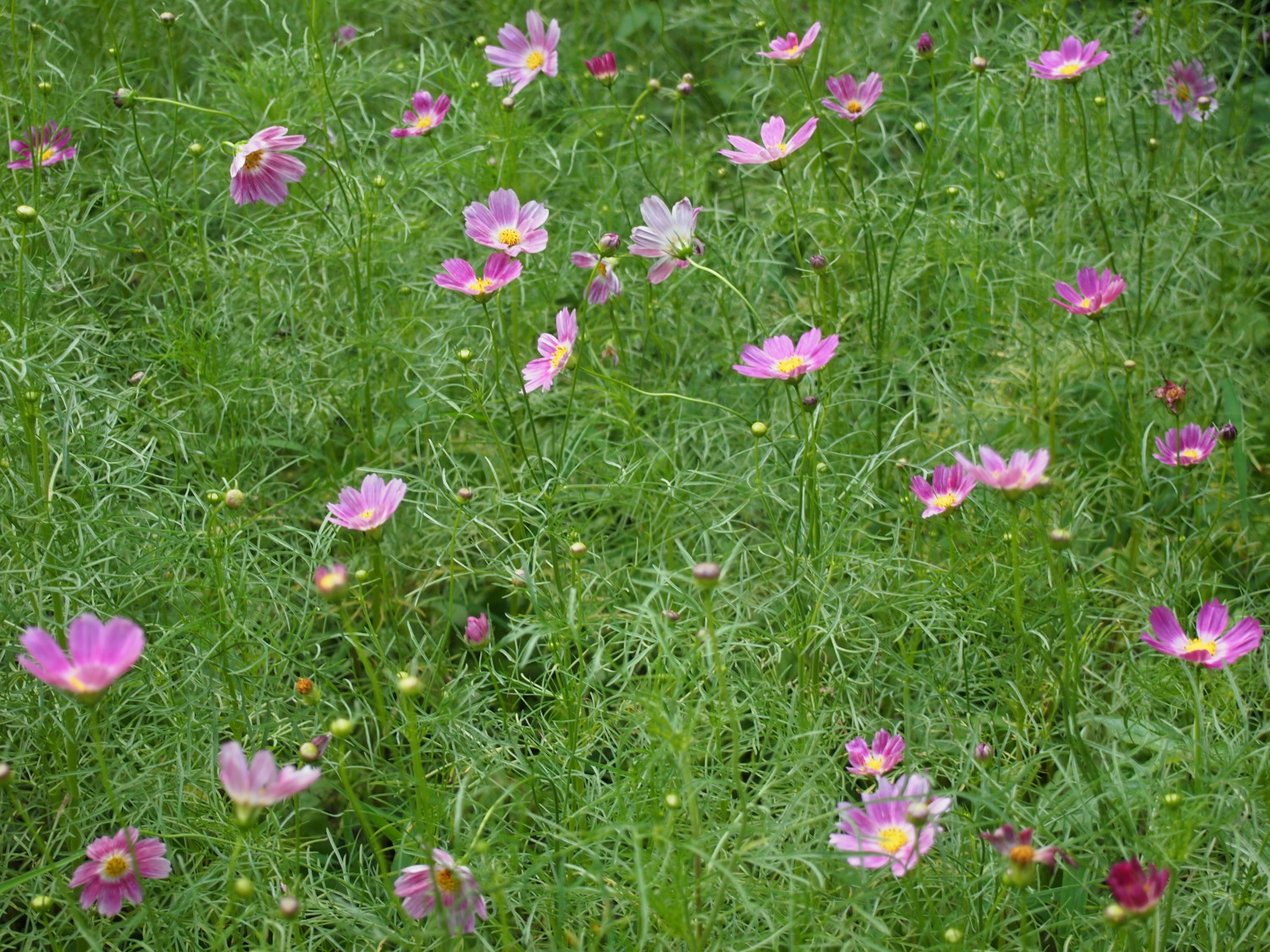 夏の光が丘公園に咲く花たち 画像