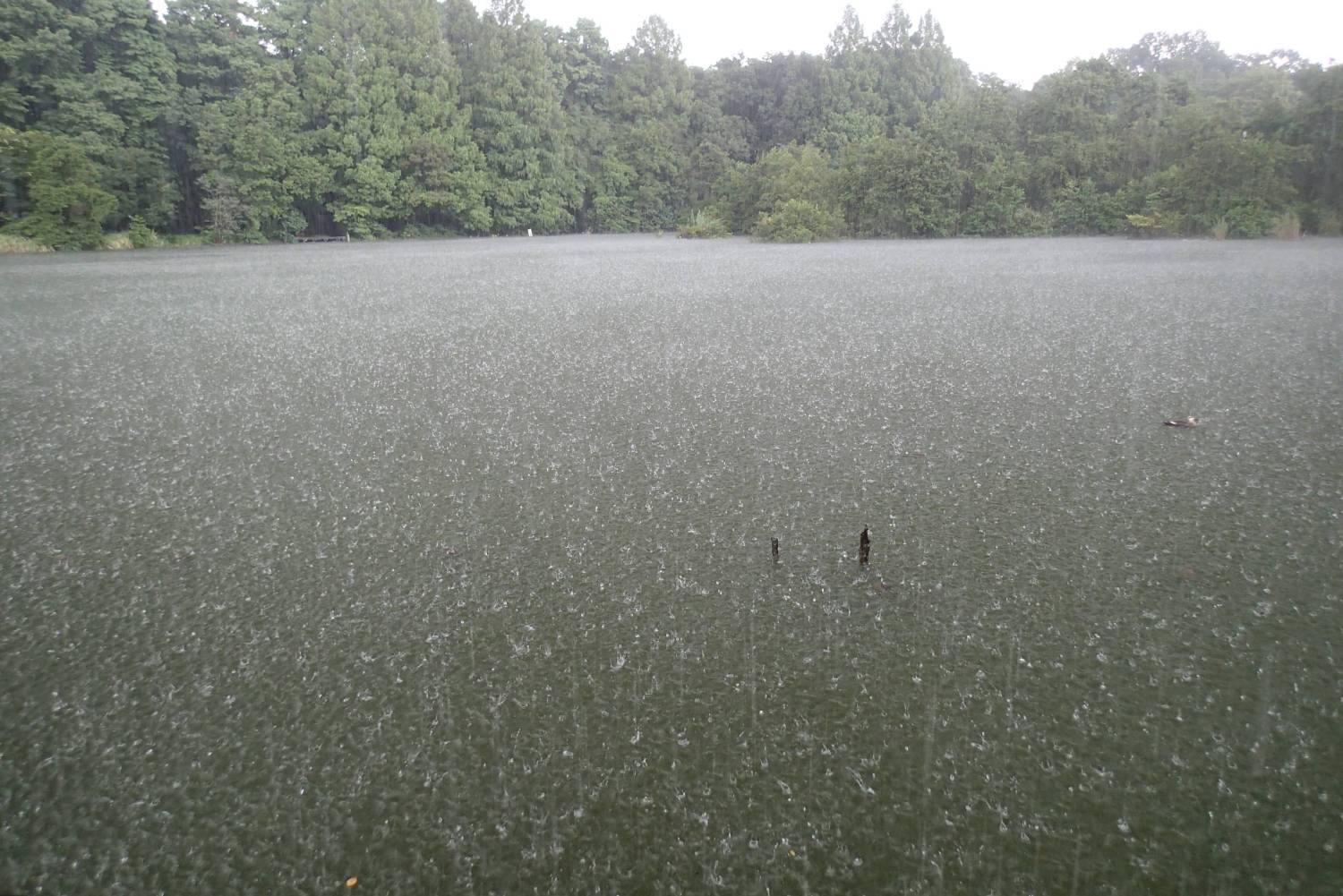 雨の三宝寺池