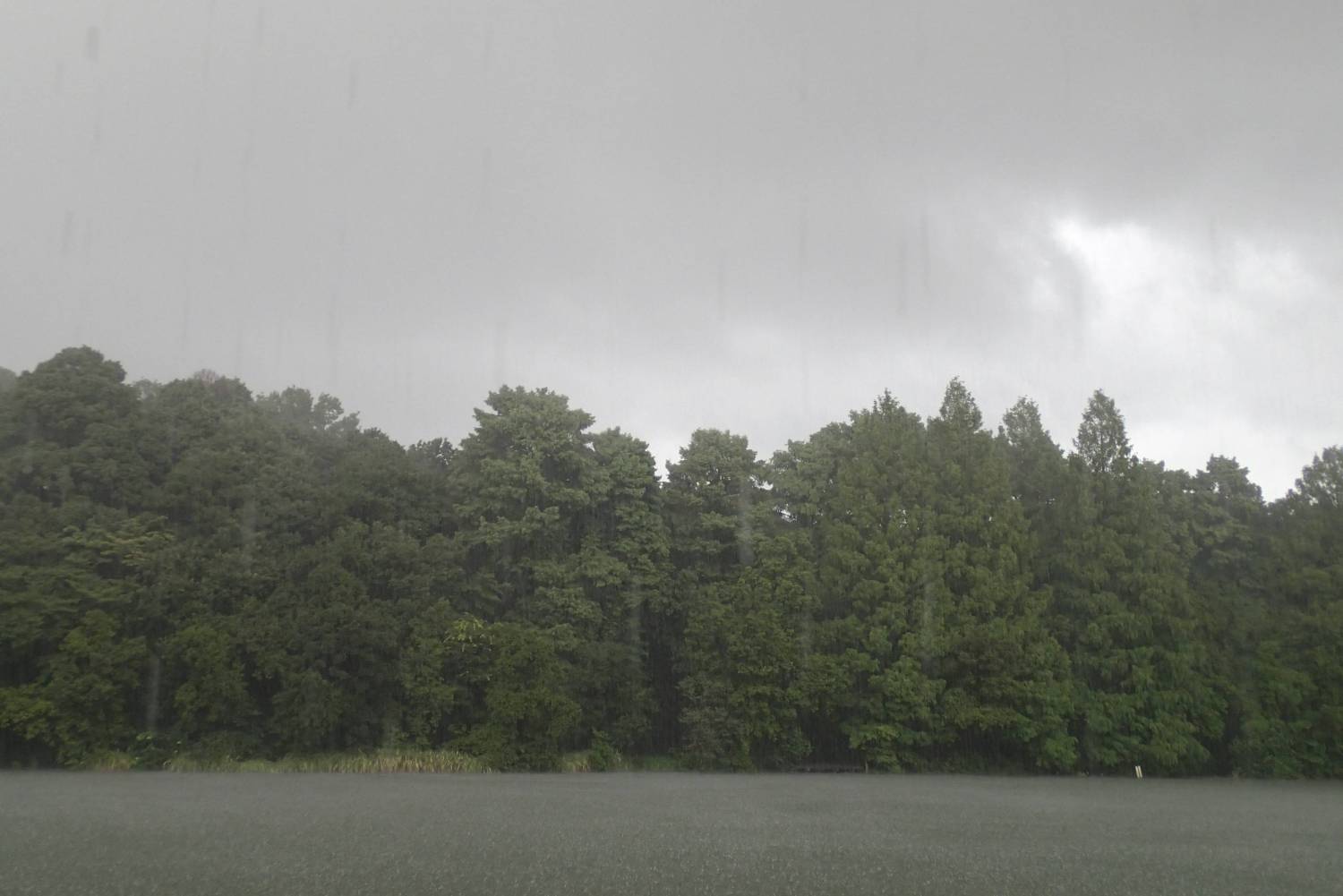 雨の三宝寺池 画像