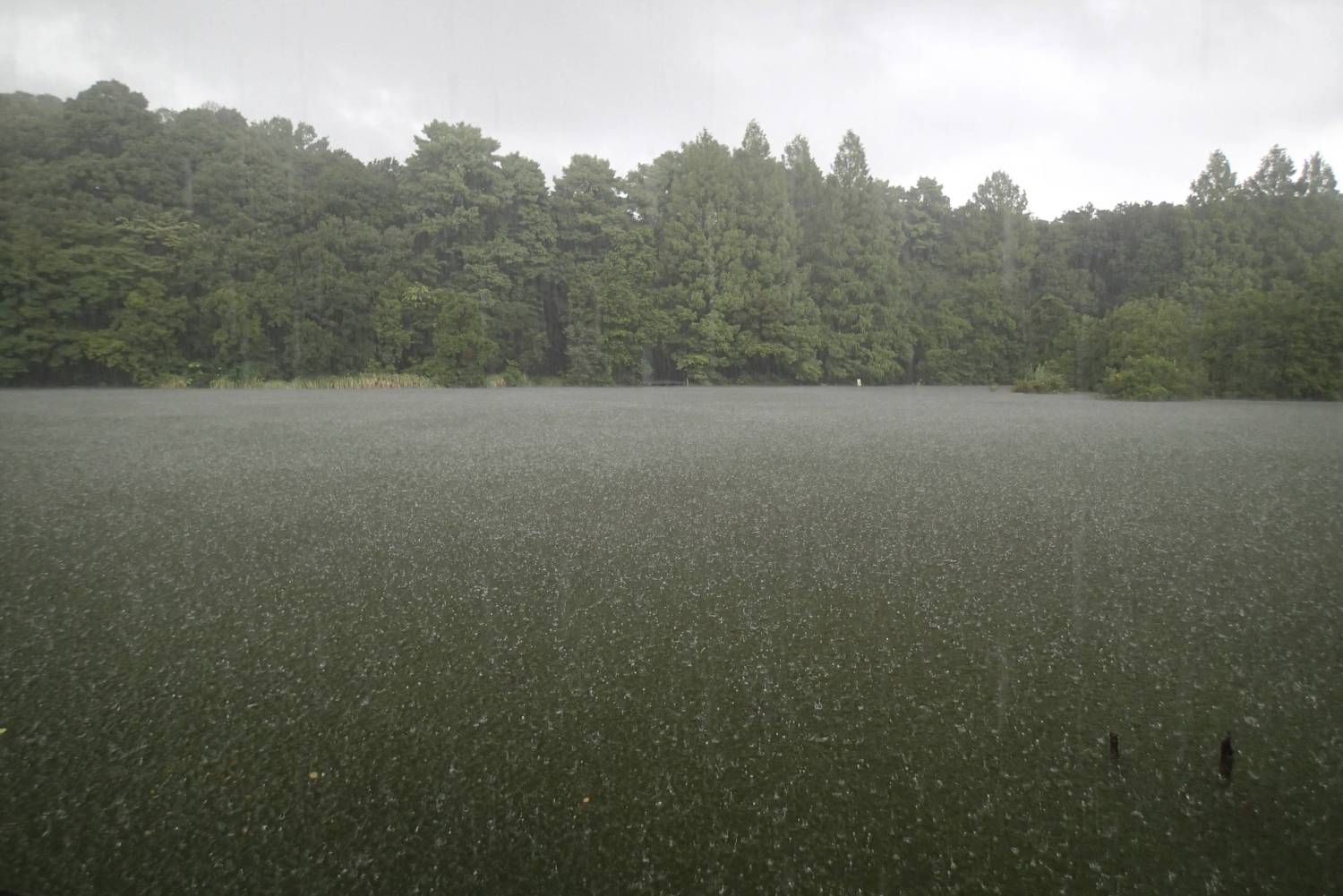 雨の三宝寺池 画像