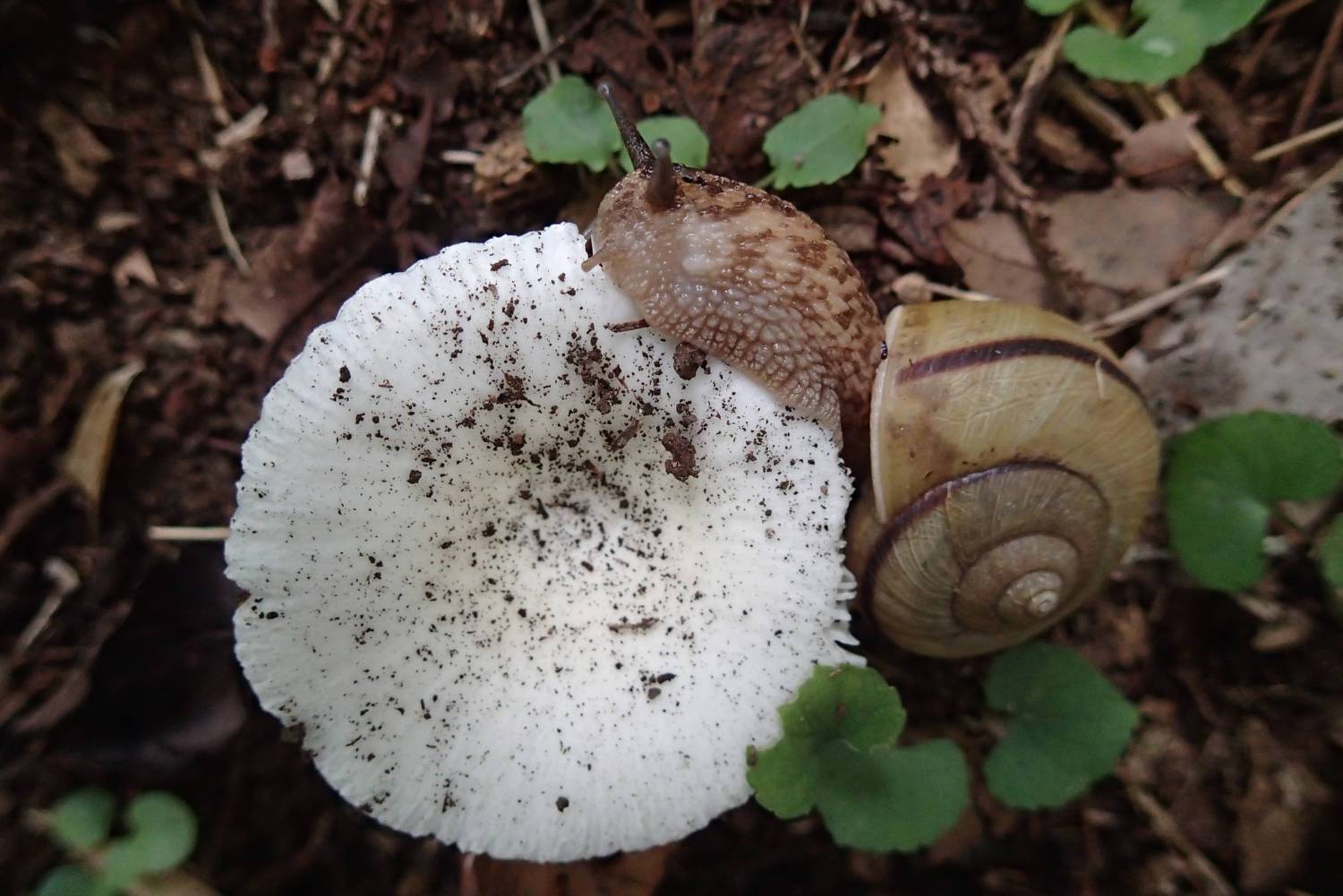 きのこを食べるカタツムリ