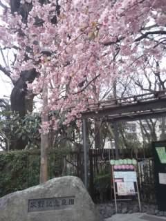 満開の大寒桜