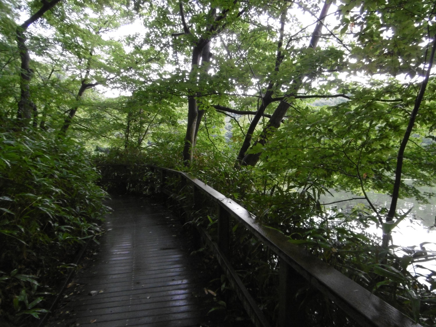 雨の中のお気に入りスポット 画像