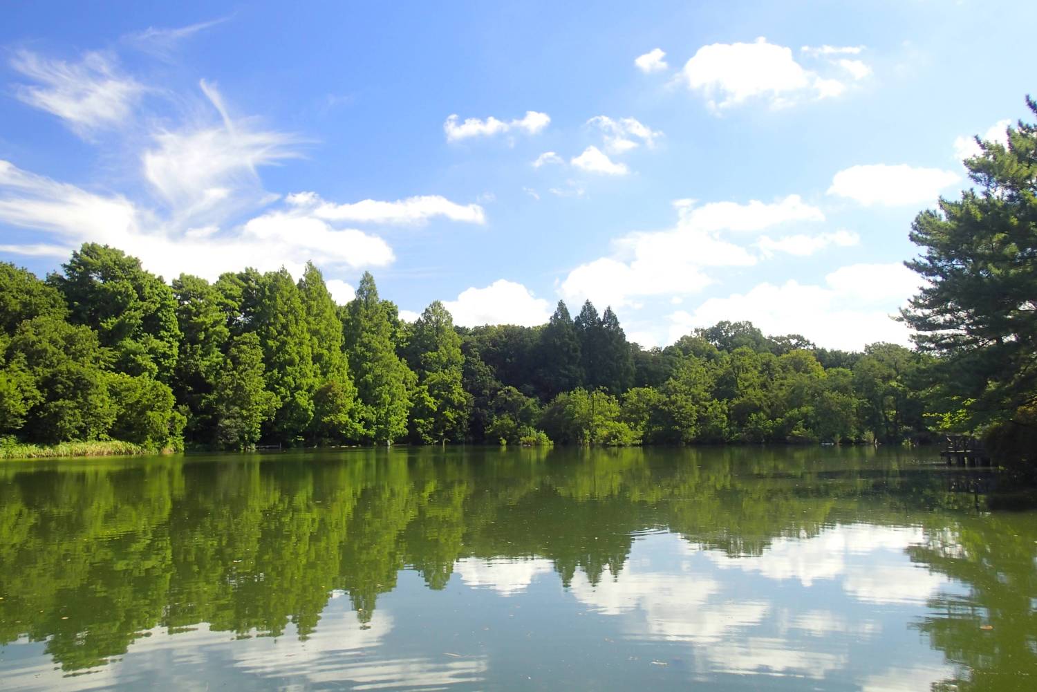 雨の三宝寺池と晴れの三宝寺池