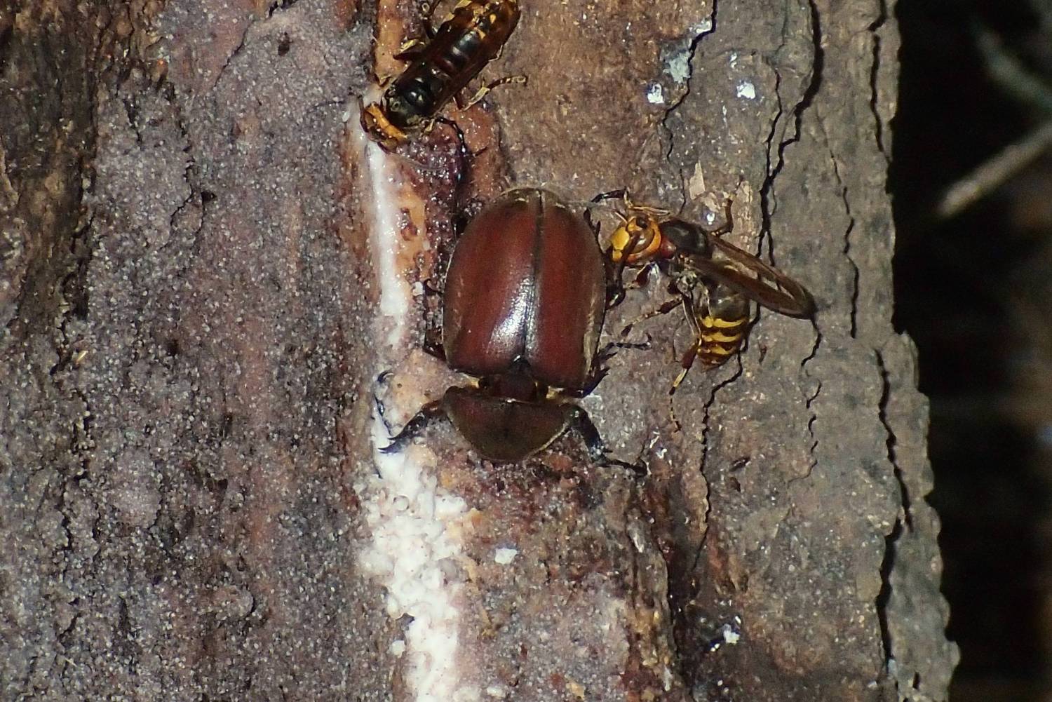 スズメバチの餌場に侵入したカブトムシ