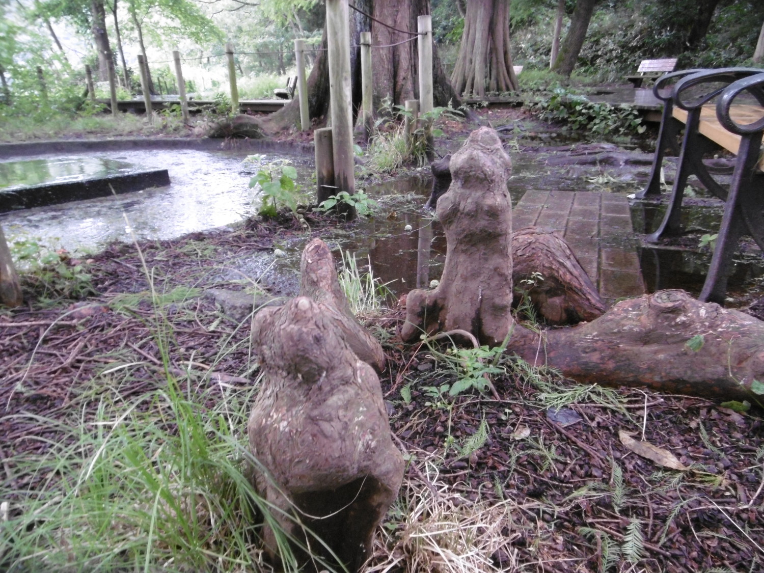 ラクウショウ 画像