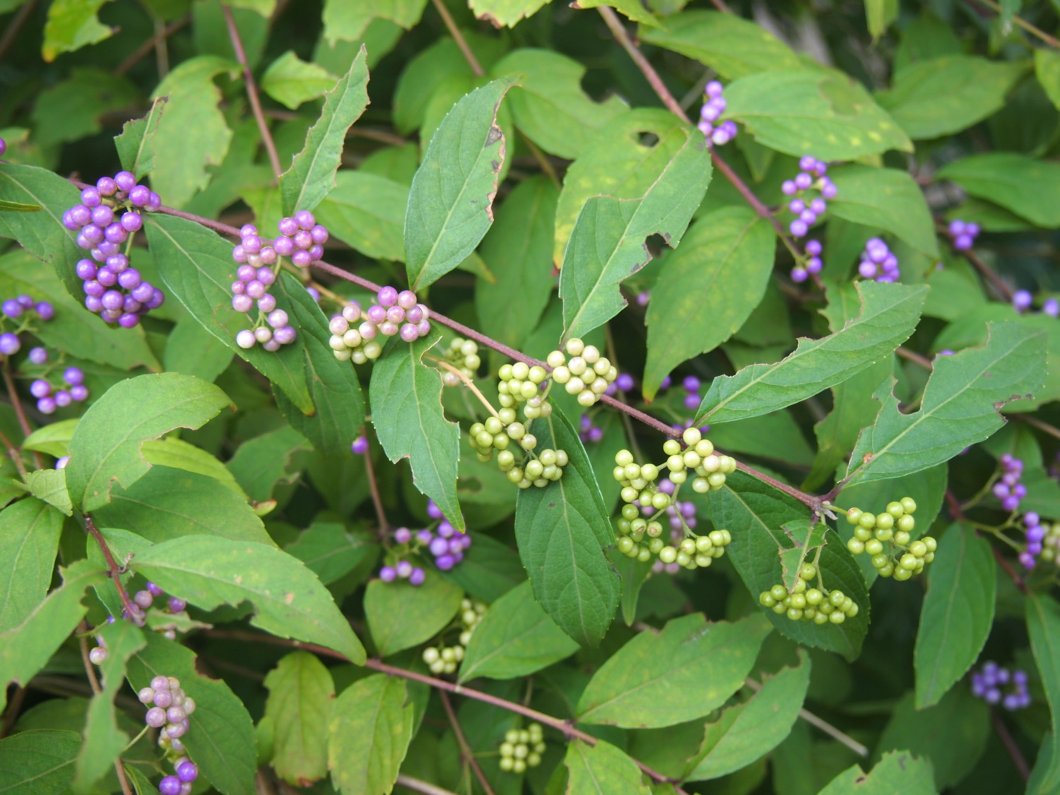 夏の花にきれいな実がつきました  コムラサキ