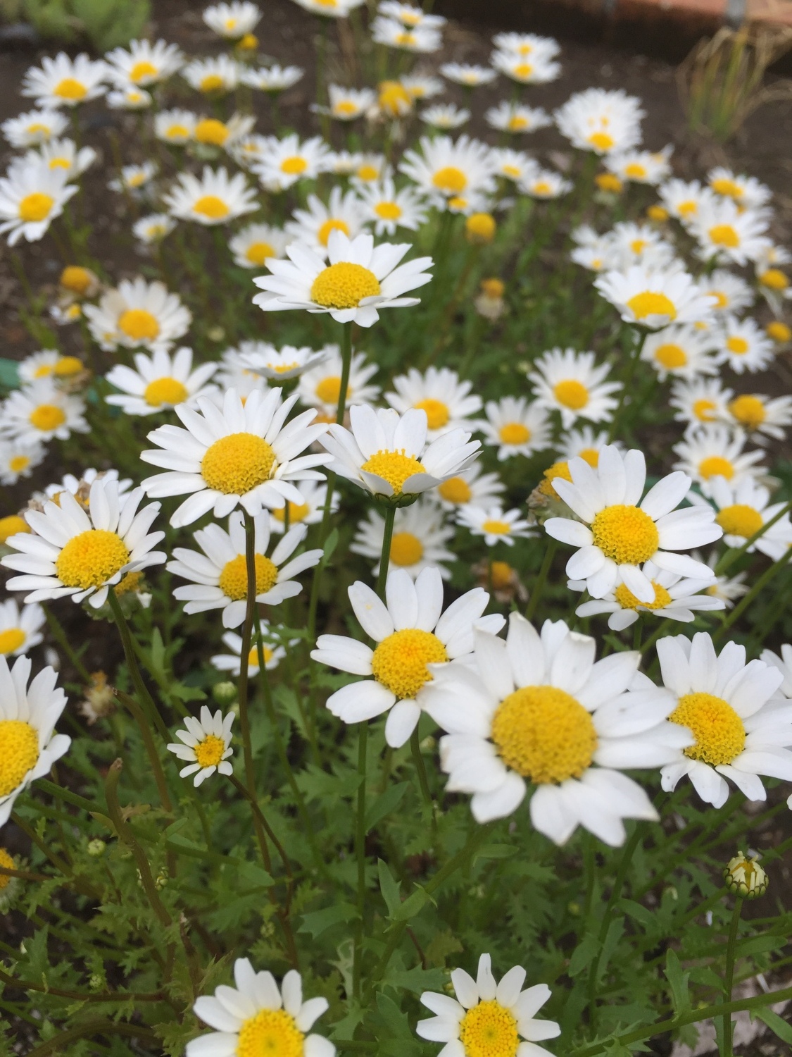 お花畑 とっておきの練馬 写真館 とっておきの練馬