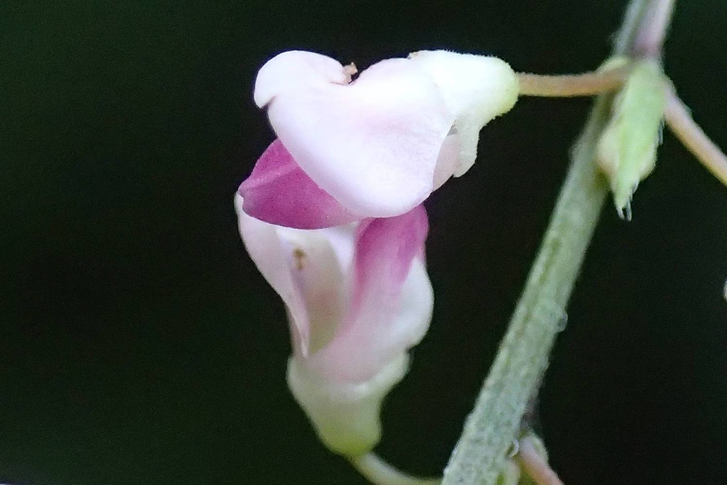 秋の花咲き始めました 画像