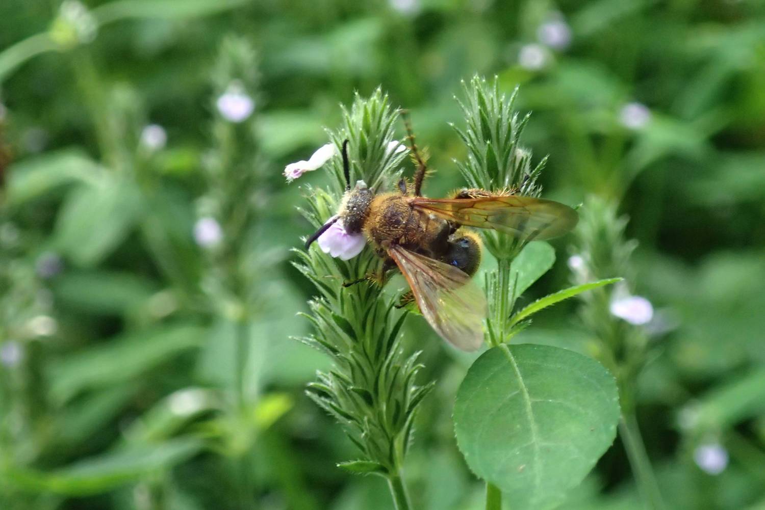 少ないお花に群がり吸蜜するハチ 画像