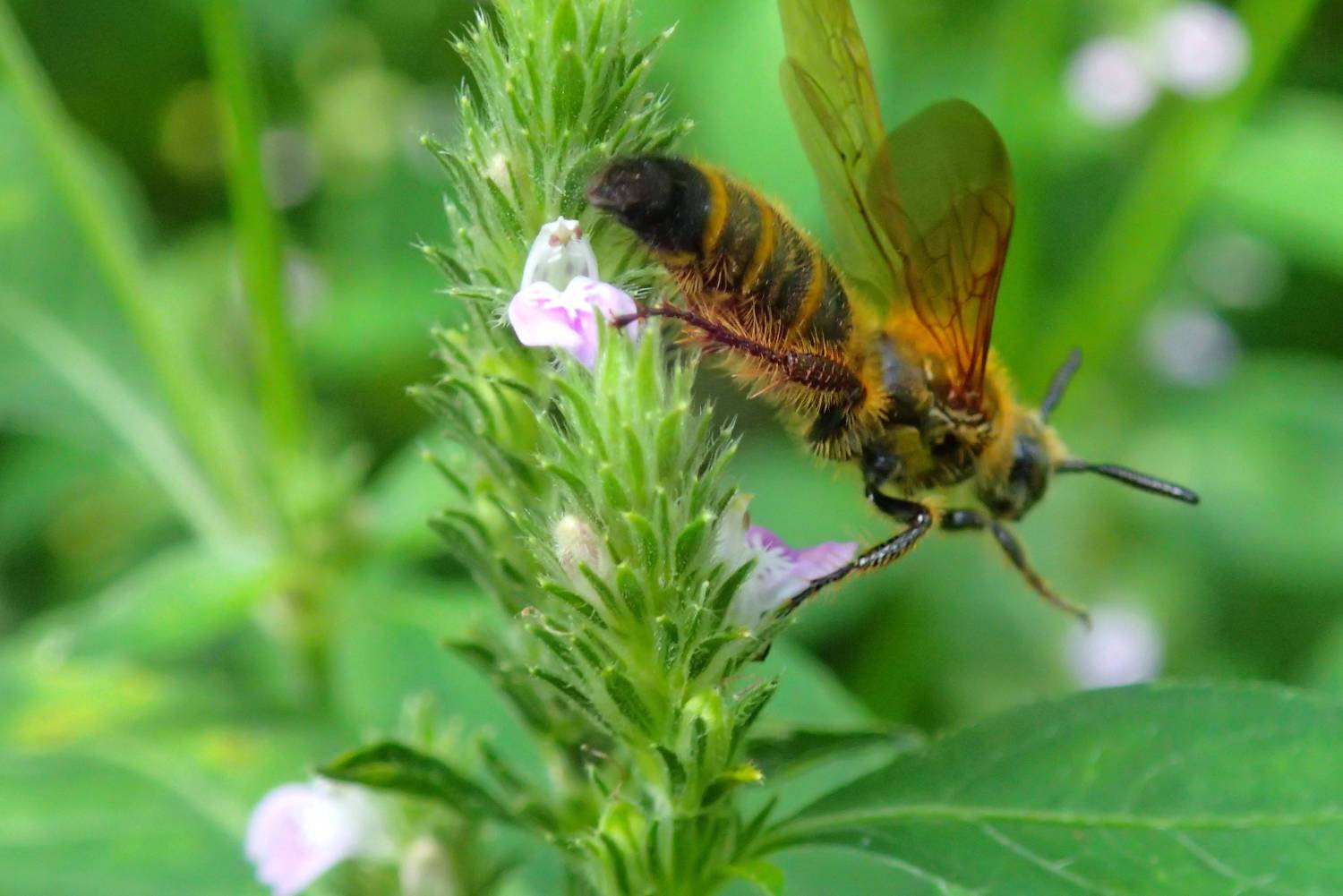 少ないお花に群がり吸蜜するハチ 画像