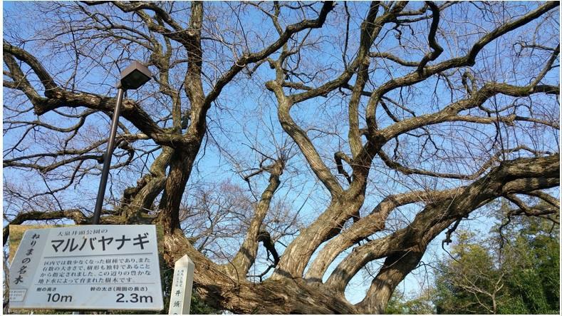 練馬の名木のひとつ「マルバヤナギ」 画像