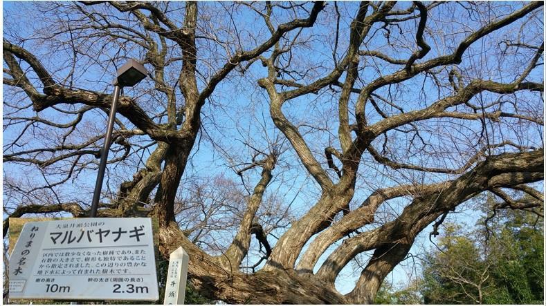 練馬の名木のひとつ「マルバヤナギ」