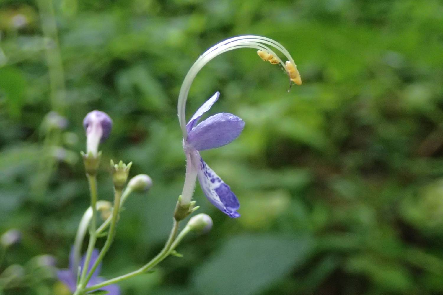 秋の珍しい花です