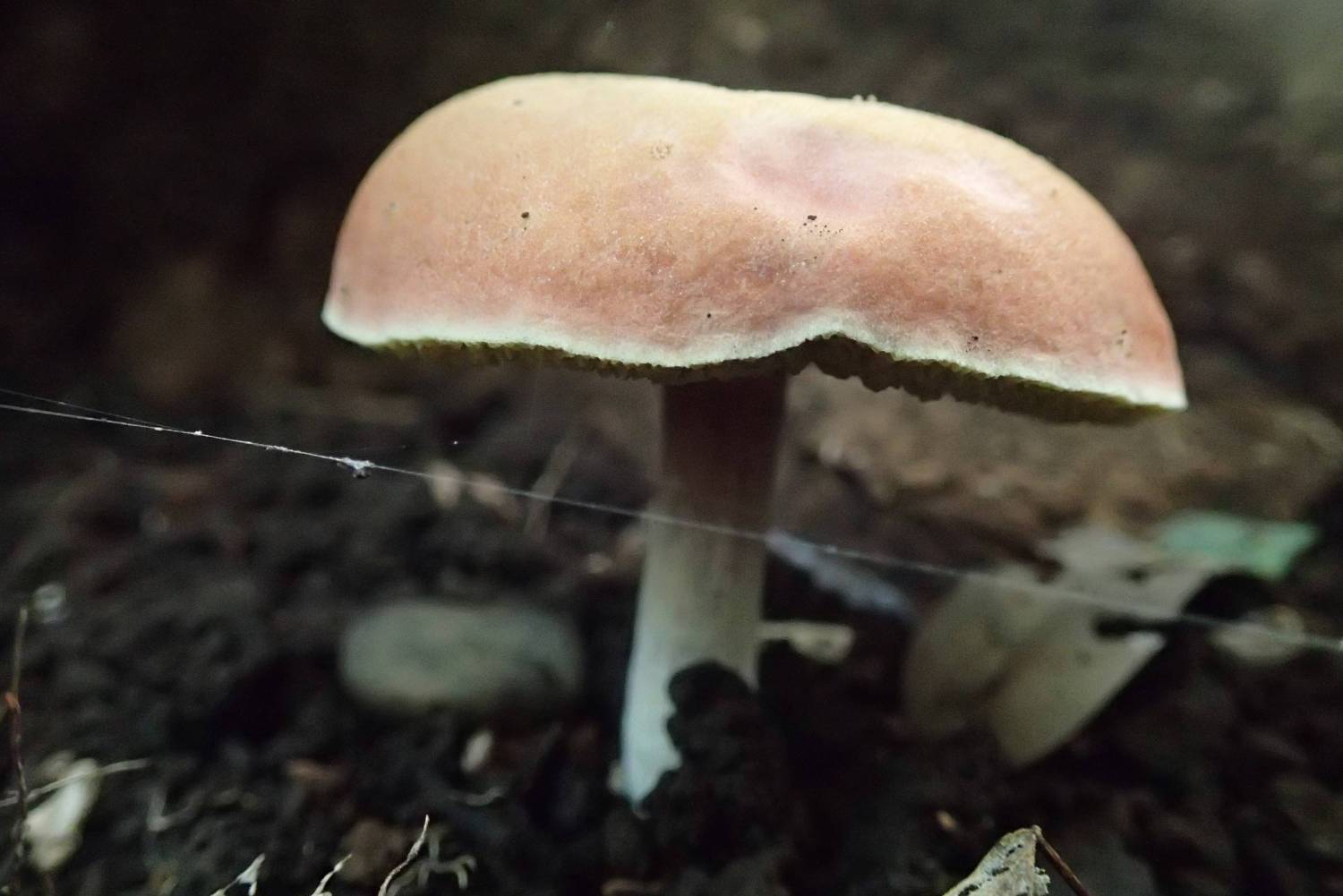 キノコが沢山映えました！ 画像