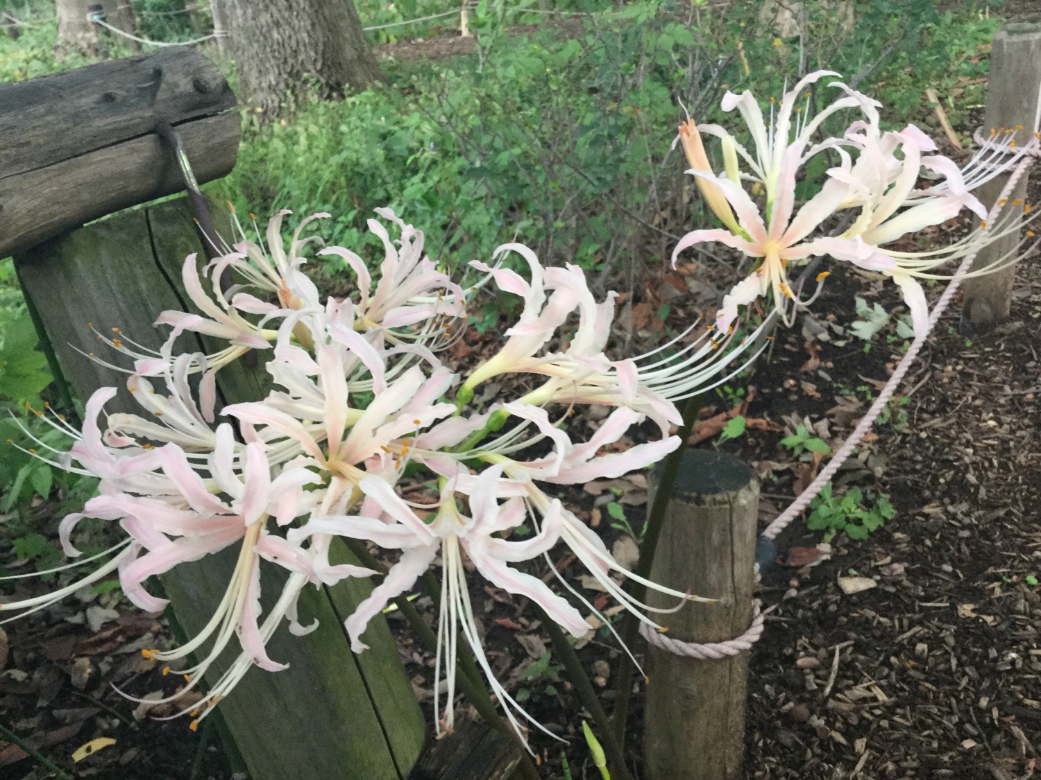 薄いピンク色の曼珠沙華 画像