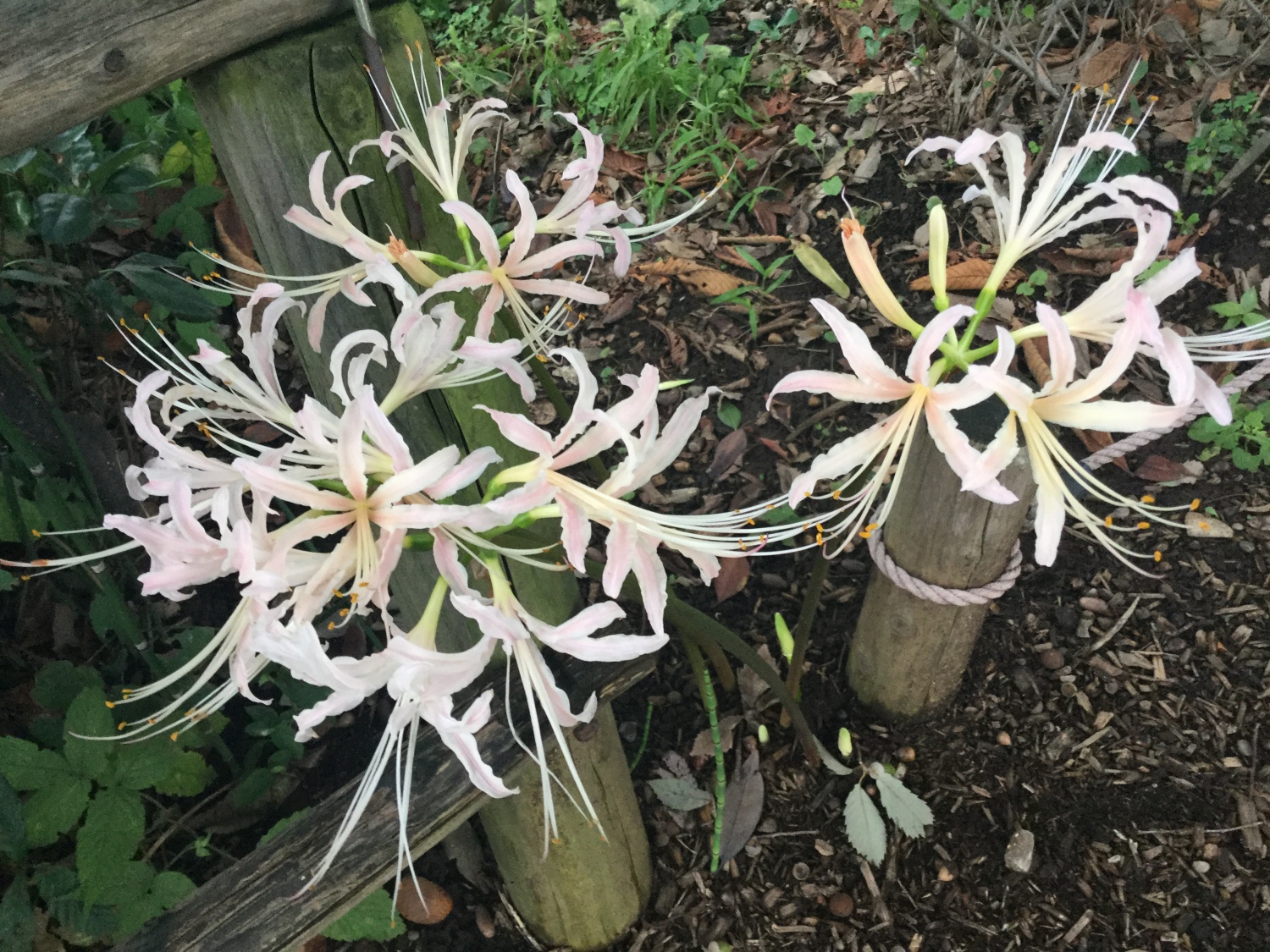 薄いピンク色の曼珠沙華 画像