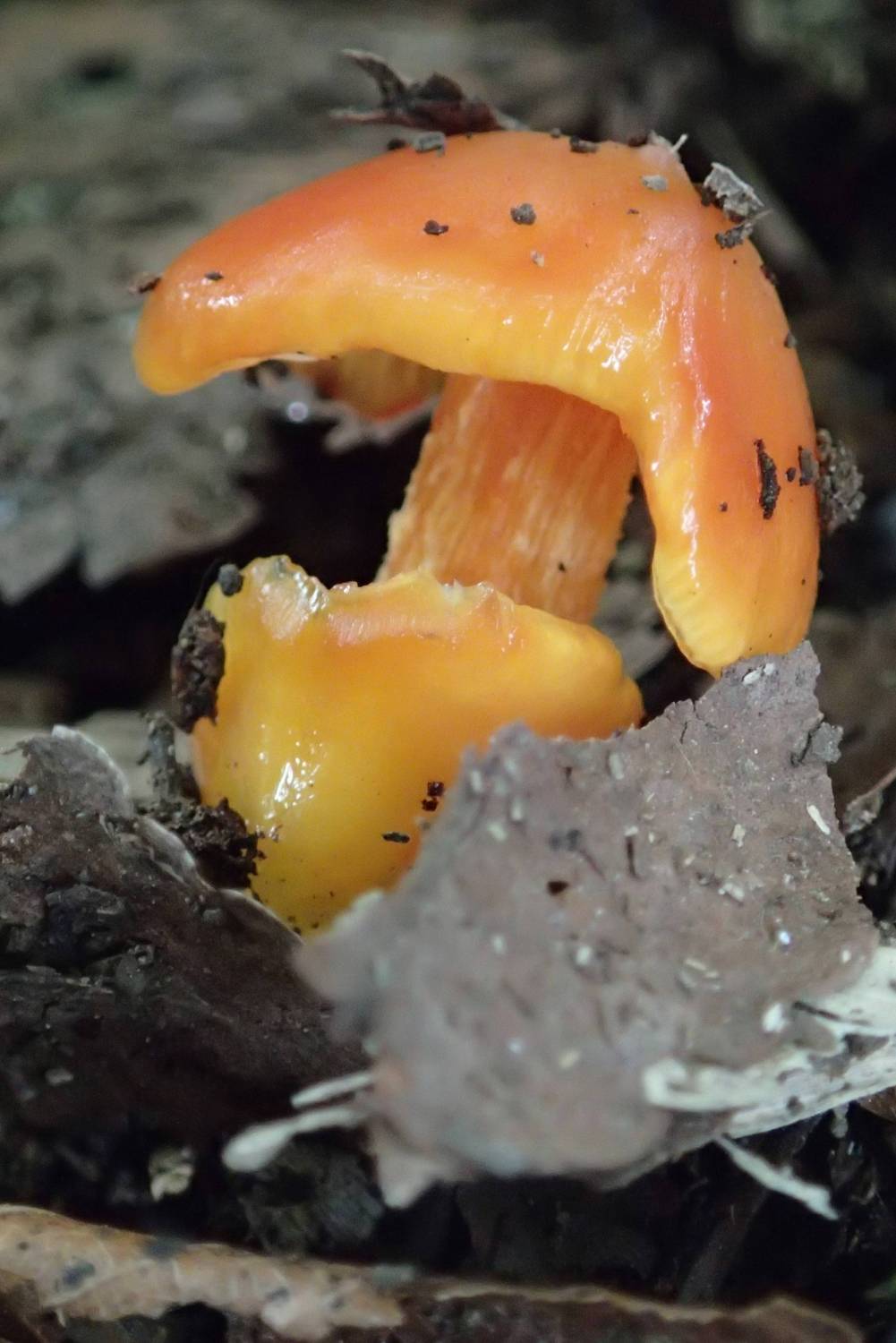 ものすごく目立った赤いキノコ とっておきの練馬 写真館 とっておきの練馬