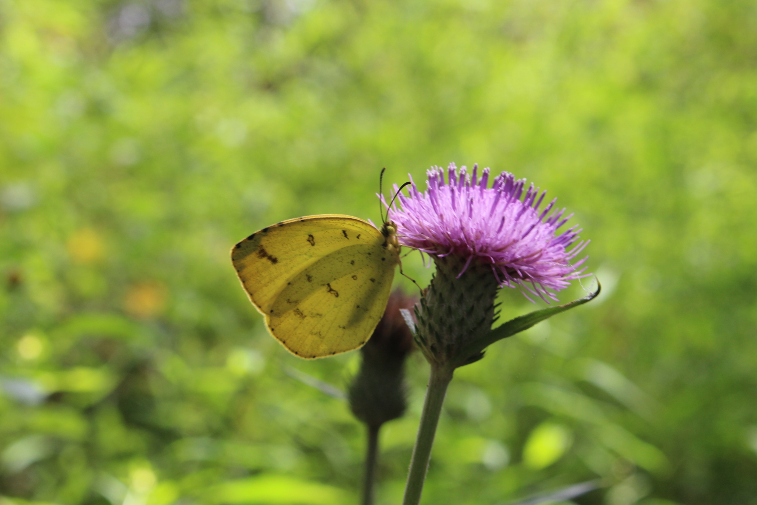 アザミの花と黄蝶