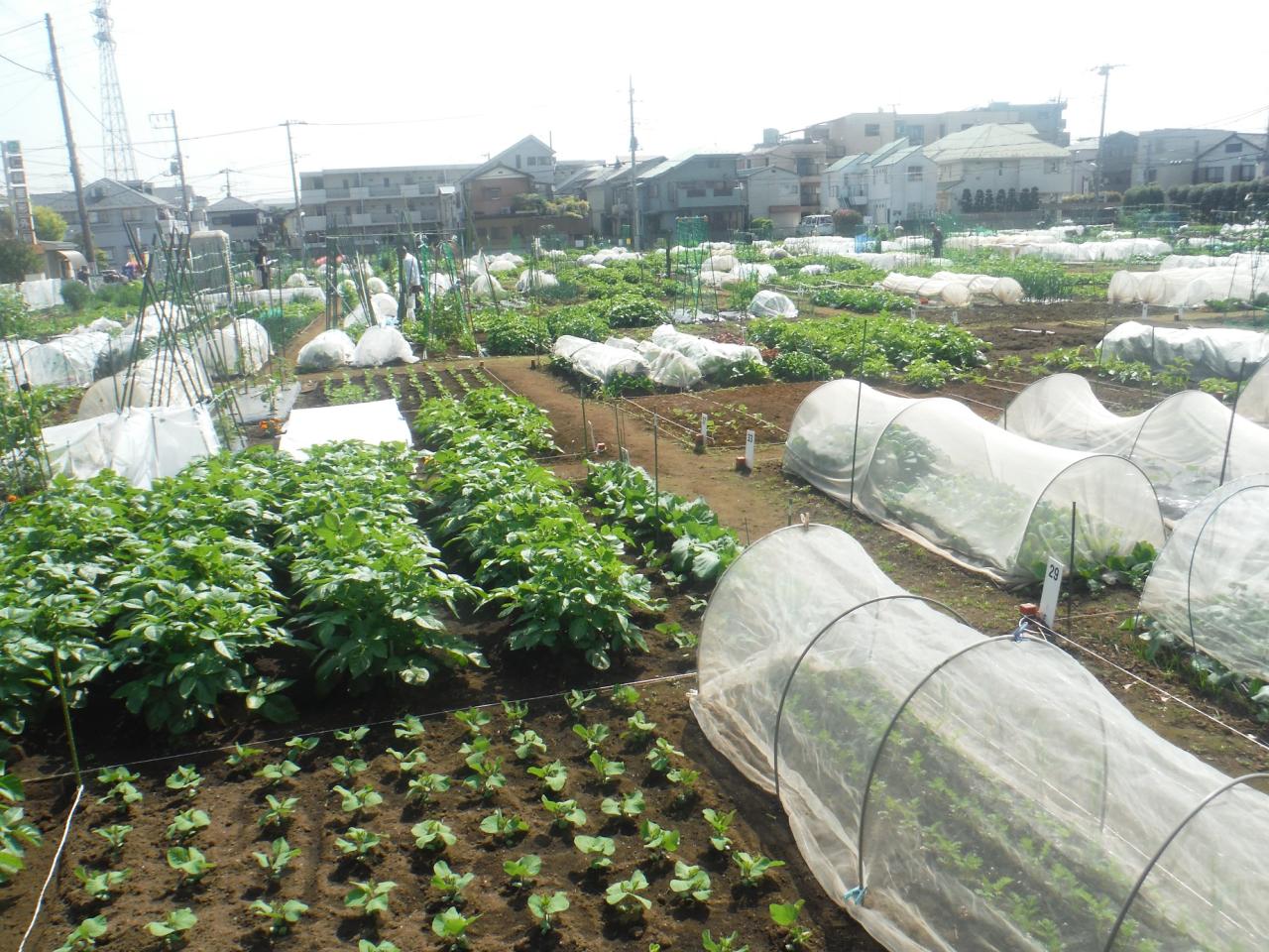 ★世界都市農業サミット特別コース★練馬の都市農の魅力に世界が震えた？！