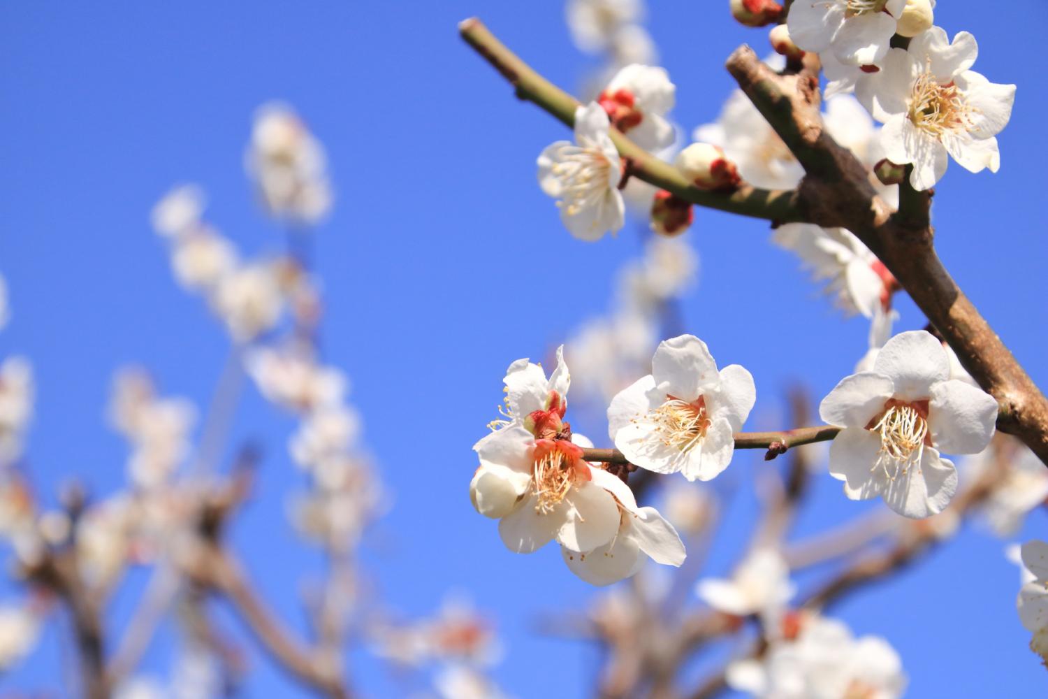 梅の花が見頃を迎えています お知らせ とっておきの練馬