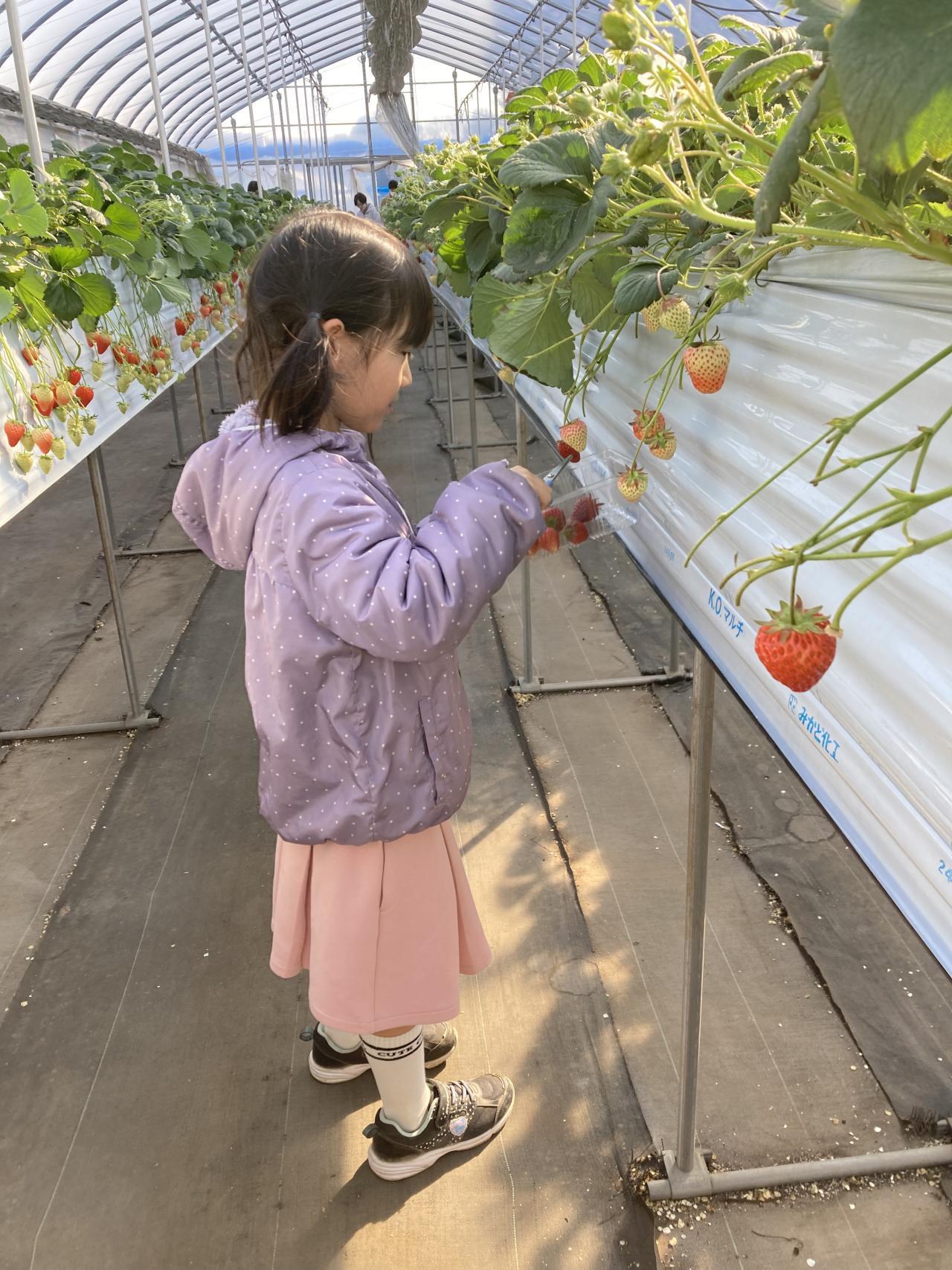 2025年度　第12回【ねりま観光ツアー】「イチゴ狩り＆とれたてイチゴパフェ作り体験ツアー」参加者募集