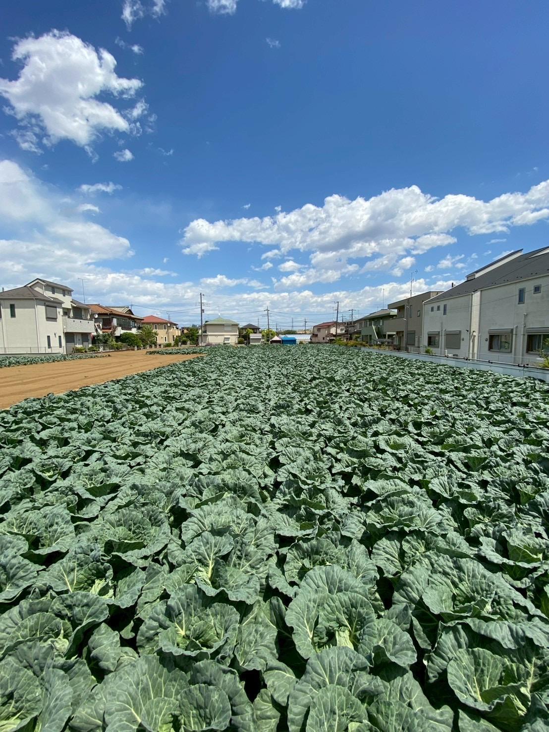 抽選結果のお知らせ【ねりま観光ツアー】高橋農園の春キャベツと加藤トマトファームのミニトマト収穫体験ツアー 1