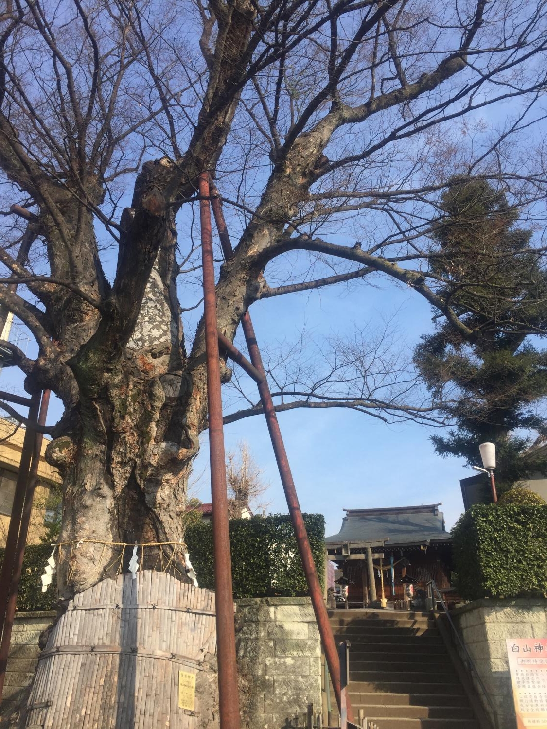 国の天然記念物（練馬白山神社の大ケヤキ）